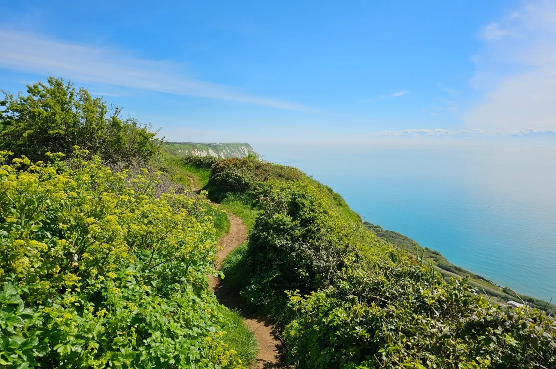A path winding through gorse along the cliff top